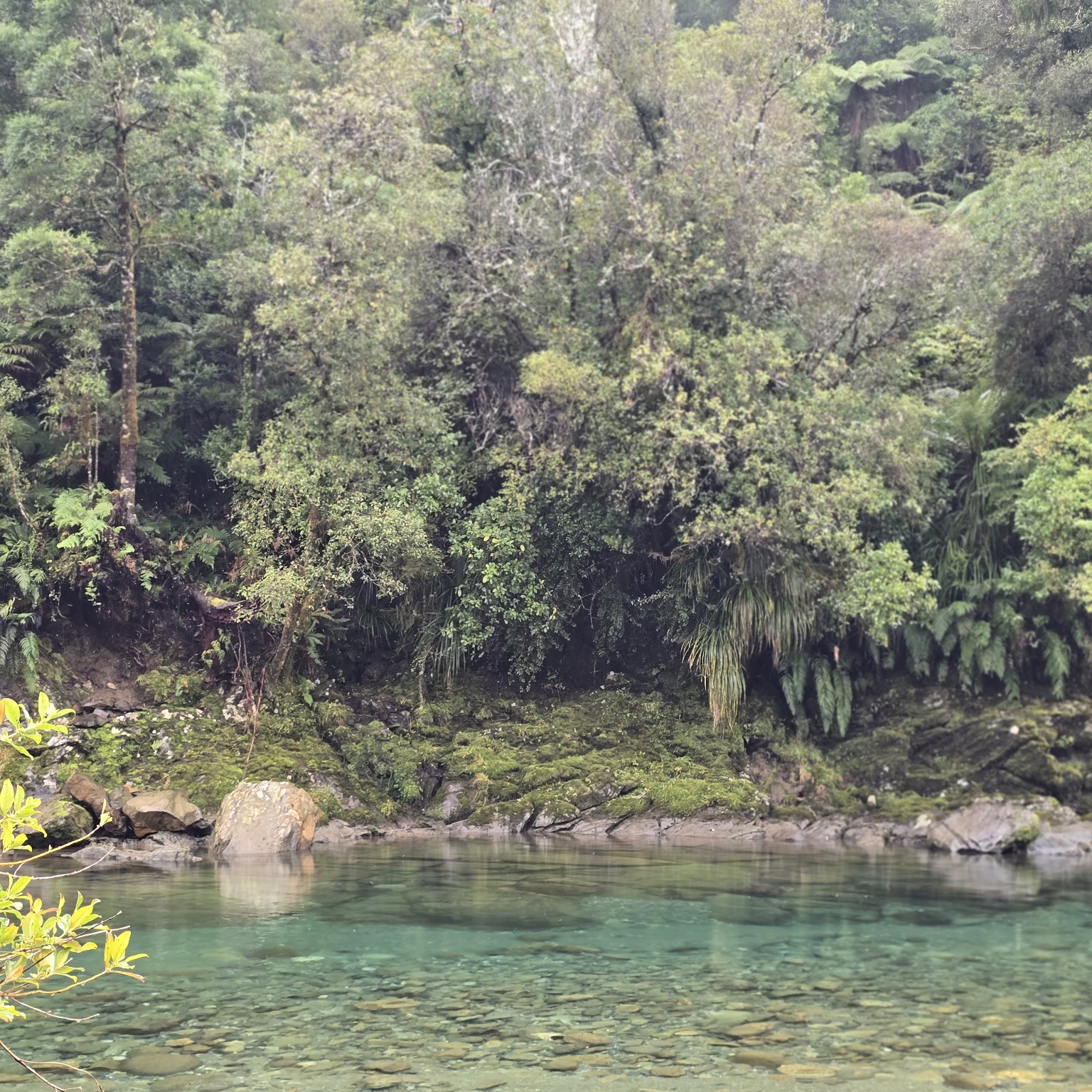 Clear turquoise river pooling beneath ferns and dense green forest