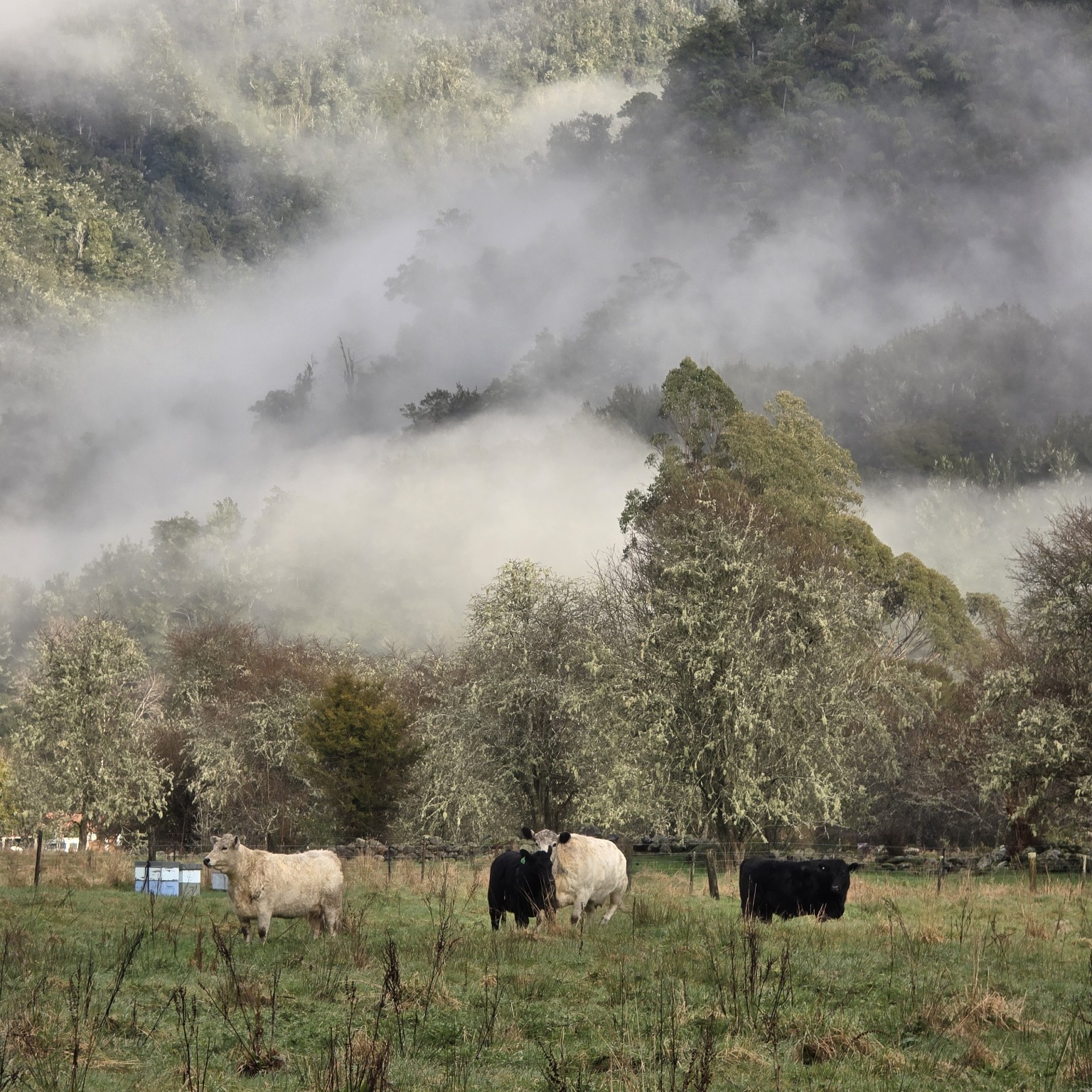Cattle standing quietly in a paddock as low cloud drifts through native bush