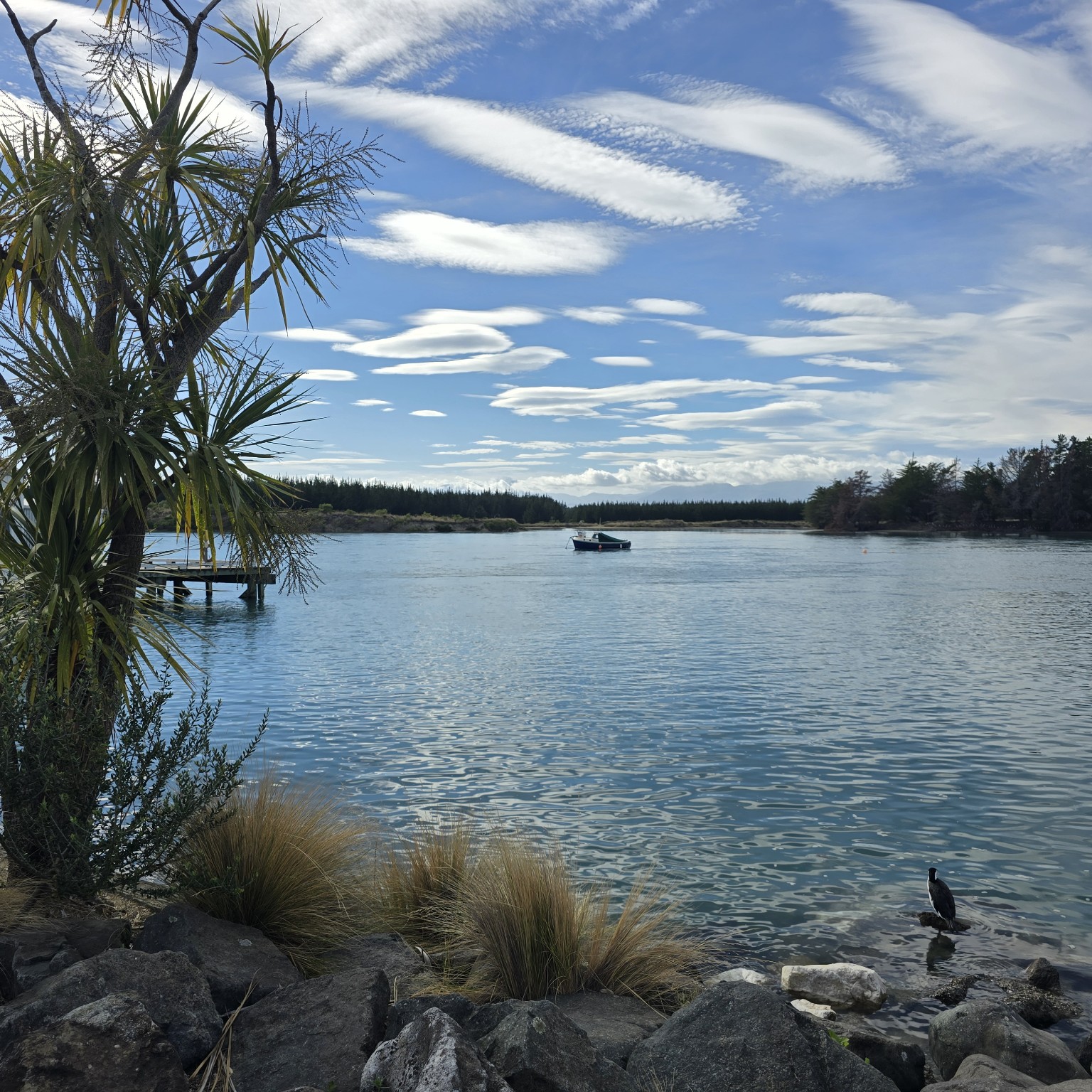 Lenticular clouds stacked over an estuary framed by a cabbage tree